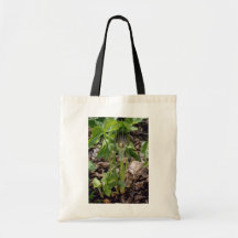 Jack-En--Púlpito verde (variedad de Atrorubens del Bolsa