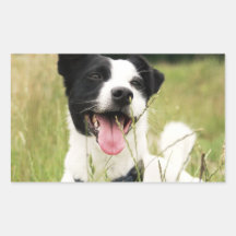 Jack Russell Etiqueta