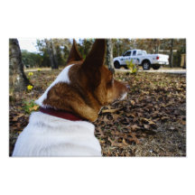 Jack Russell Fotografias