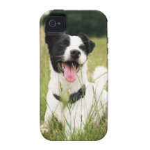 Jack Russell iPhone 4 Carcasa