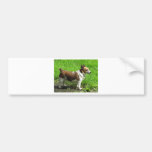 Jack Russell Pegatina De Parachoque