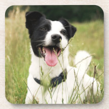 Jack Russell Posavaso