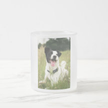Jack Russell Tazas
