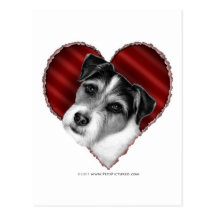 Jack Russell Terrier con el corazón Postal