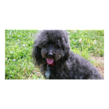 Jack T. Poodle Tarjeta Con Foto Personalizada