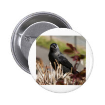 jackdaw2.jpg pins