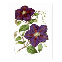 Jackmani del Clematis Tarjetas Postales