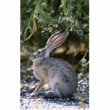 Jackrabbit de cola negra esculturas fotográficas