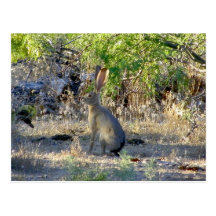 Jackrabbit Tarjetas Postales