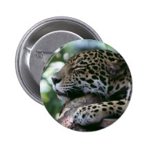 Jaguar el dormir con el fondo frondoso pin