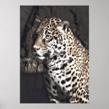 Jaguar femenino posters