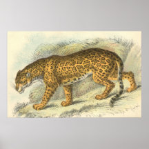 Jaguar, onca del Felis Posters