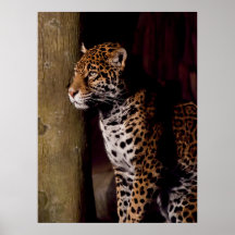 Jaguar Posters