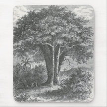 James Johonnot - el árbol del baobab Alfombrilla De Ratones