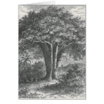 James Johonnot - el árbol del baobab Tarjetas