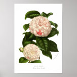 Japonica de la camelia impresiones