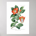 Japonica de la camelia impresiones