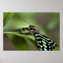 Jardín 3 de la mariposa posters