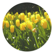 Jardín amarillo del tulipán pegatinas