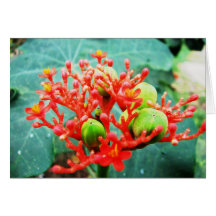 Jardín Botánico Piñeres, Turbaco, Colombia Tarjeta