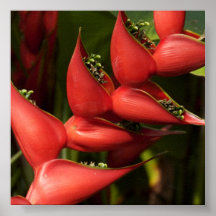 Jardín botánico poster