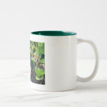 Jardín con cresta del Gecko Tazas