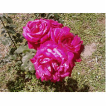 Jardín de flores de los rosas rojos escultura fotografica