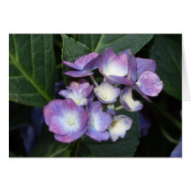 Jardín de Hydrangeas Tarjetón
