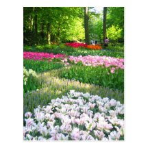 Jardín de Keukenhof - postal de Holanda
