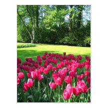 Jardín de Keukenhof - postal de Holanda