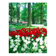 Jardín de Keukenhof - postal de Holanda
