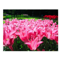 Jardín de Keukenhof - postal de Holanda