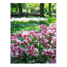 Jardín de Keukenhof - postal de Holanda