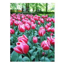 Jardín de Keukenhof - postal de Holanda