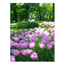 Jardín de Keukenhof - postal de Holanda