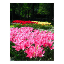Jardín de Keukenhof - postal de Holanda