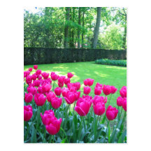 Jardín de Keukenhof - postal de Holanda