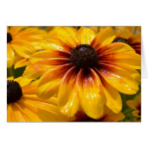 Jardín de la tarjeta observada negro de Susans