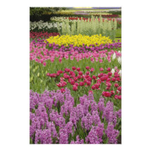 Jardín de tulipanes, de narcisos, y del jacinto fotografías  