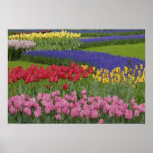 Jardín de tulipanes, jacinto de uva y poster