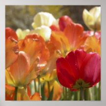Jardín del tulipán poster