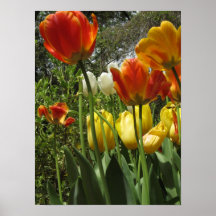 Jardín del tulipán posters