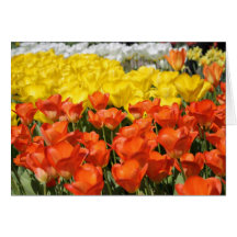 Jardín del tulipán tarjeta