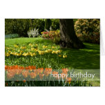 Jardín DSC0838 del tulipán Felicitaciones