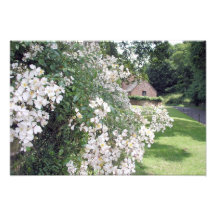 Jardín en Coombe Florey, Somerset, Reino Unido Arte Fotografico