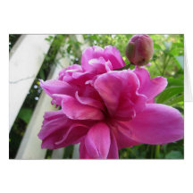 Jardín perfumado del Peony Felicitacion