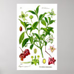 Jardín Posters