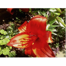 Jardín rojo esculturas fotograficas