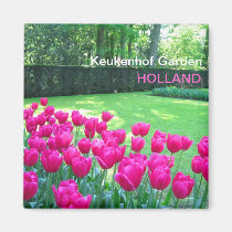 Jardín rosado de los tulipanes imanes