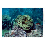 Jardines coralinos tarjetas